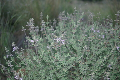 Ocimum burchellianum