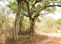 Ficus sansibarica