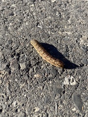Spodoptera dolichos