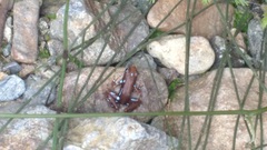 Epipedobates anthonyi