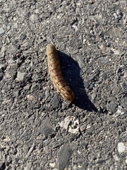 Spodoptera dolichos