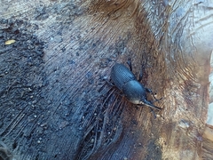 Scyphophorus acupunctatus