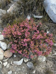 Erica melanthera