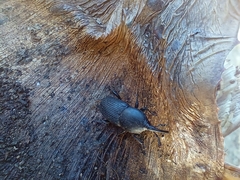 Scyphophorus acupunctatus