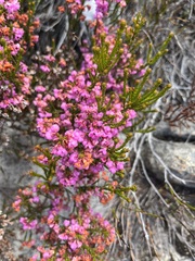 Erica melanthera