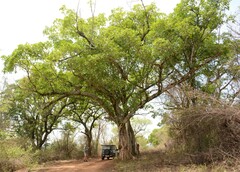 Ficus sansibarica