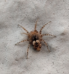 Oecobius maculatus