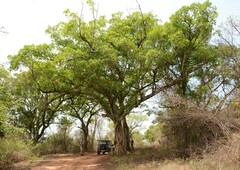 Ficus sansibarica