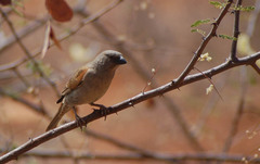 Passer gongonensis
