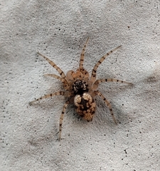 Oecobius maculatus