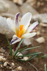 Crocus sieberi