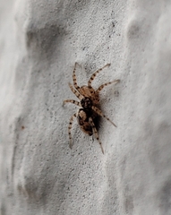 Oecobius maculatus