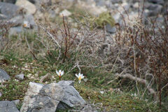 Crocus sieberi