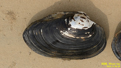 Sinanodonta