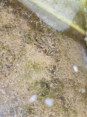 Orthetrum sabina