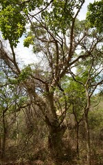 Ficus sycomorus sycomorus