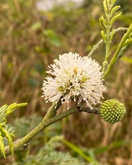 Leucaena