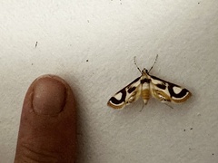Theila siennata