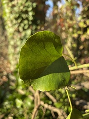 Pemphigus obesinymphae