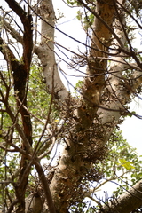 Ficus sycomorus sycomorus