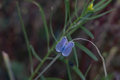 Hemiargus ceraunus