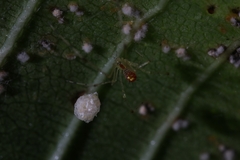 Meotipa spiniventris