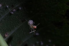 Meotipa spiniventris