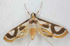 Theila siennata