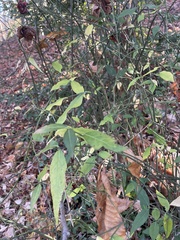 Euonymus