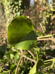 Pemphigus obesinymphae