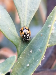 Adalia angulifera