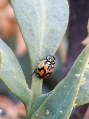 Adalia angulifera