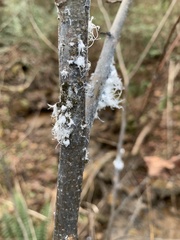 Prociphilus tessellatus