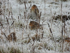Linaria flavirostris