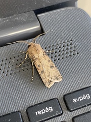Agrotis segetum