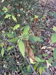 Euonymus
