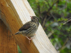Anthus hodgsoni