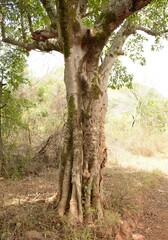 Ficus sansibarica