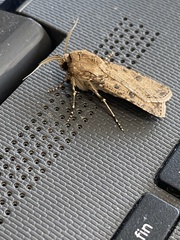 Agrotis segetum