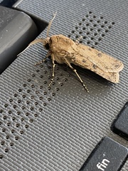 Agrotis segetum
