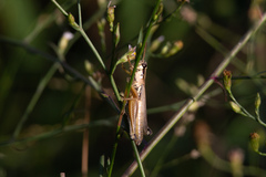Paroxya atlantica