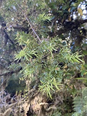 Saxegothaea conspicua