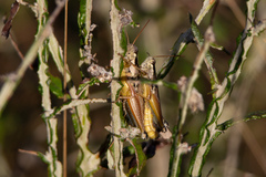 Paroxya atlantica
