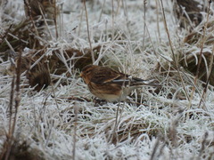 Linaria flavirostris