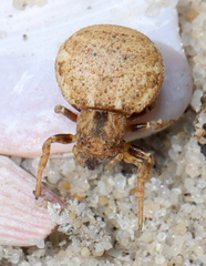 Holopelus