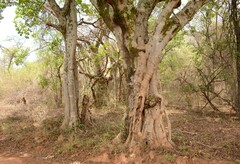 Ficus sansibarica