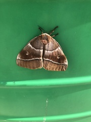 Gonimbrasia belina