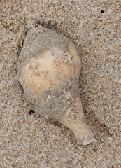 Volegalea cochlidium