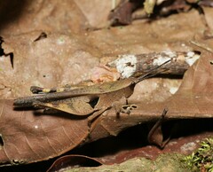 Xiphiola cyanoptera