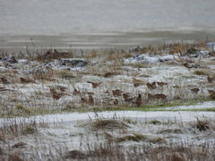 Linaria flavirostris